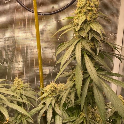 Mimosa Evo growlog timeline photo