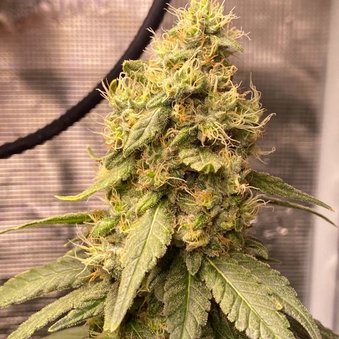 Mimosa Evo growlog timeline photo
