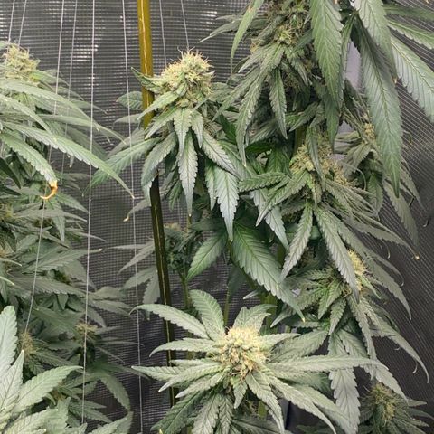 Mimosa Evo growlog timeline photo
