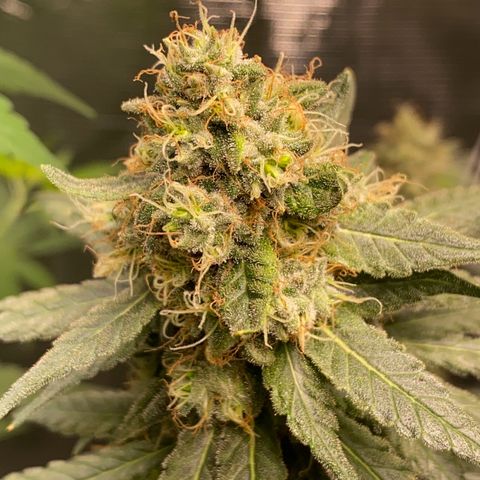 Mimosa Evo growlog timeline photo