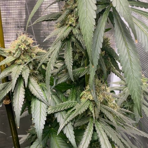 Mimosa Evo growlog timeline photo