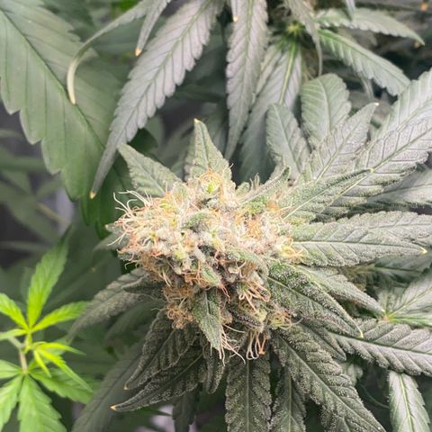 Mimosa Evo growlog timeline photo