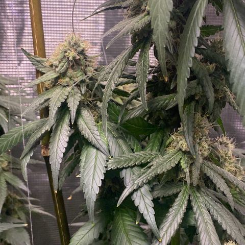 Mimosa Evo growlog timeline photo