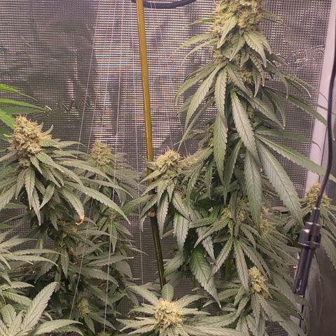 Mimosa Evo growlog timeline photo