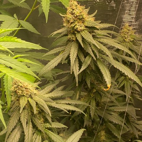 Mimosa Evo growlog timeline photo