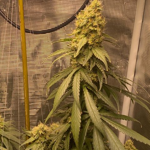 Mimosa Evo growlog timeline photo