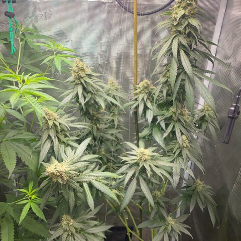 Mimosa Evo growlog timeline photo