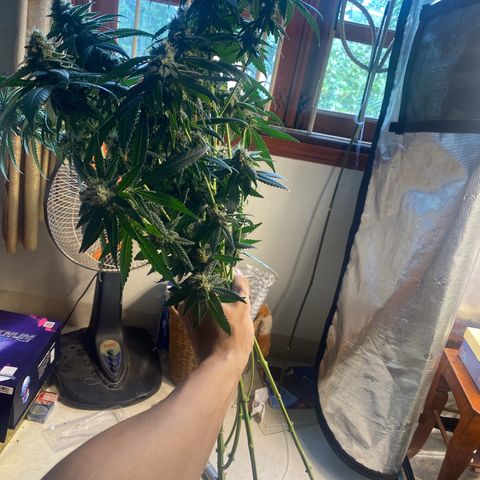 Mimosa Evo growlog timeline photo