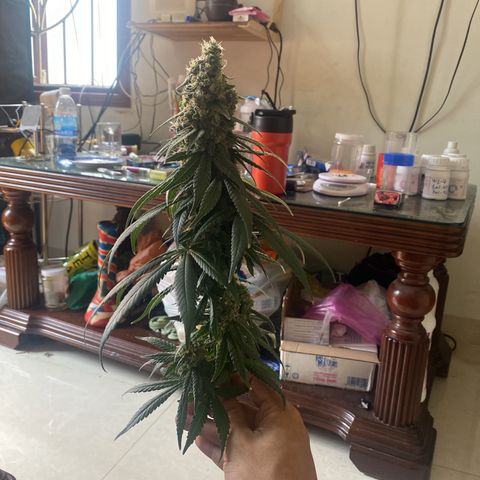 Mimosa Evo growlog timeline photo