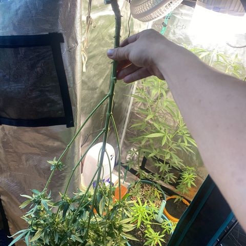Mimosa Evo growlog timeline photo