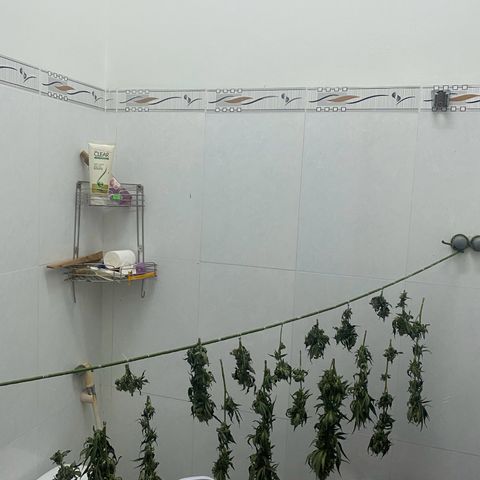 Mimosa Evo growlog timeline photo
