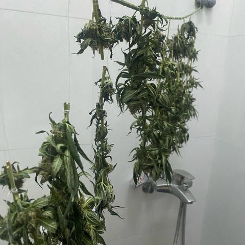 Mimosa Evo growlog timeline photo