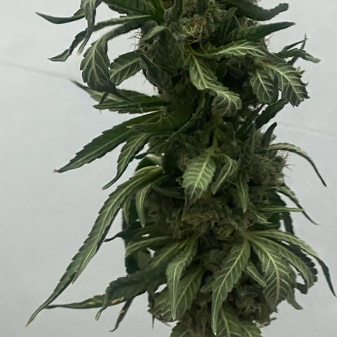 Mimosa Evo growlog timeline photo