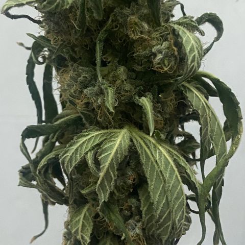 Mimosa Evo growlog timeline photo