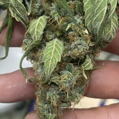 Mimosa Evo growlog timeline photo