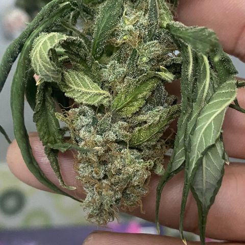 Mimosa Evo growlog timeline photo