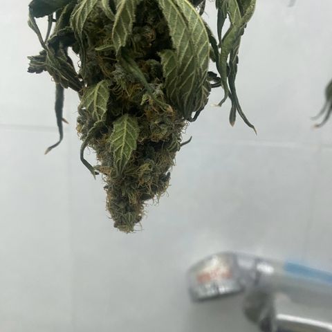 Mimosa Evo growlog timeline photo