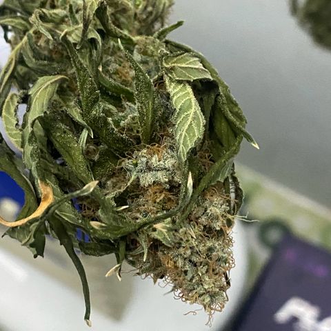 Mimosa Evo growlog timeline photo