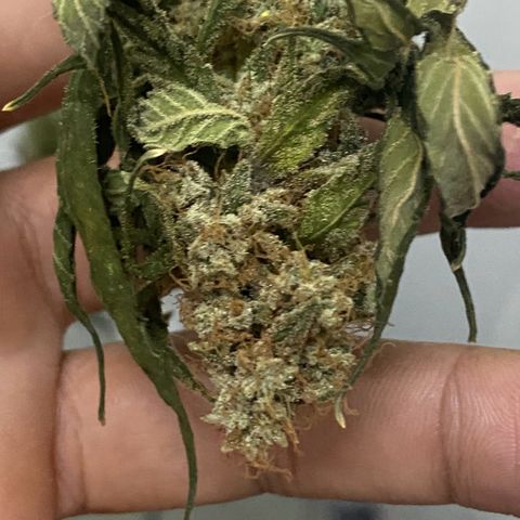 Mimosa Evo growlog timeline photo