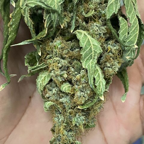 Mimosa Evo growlog timeline photo