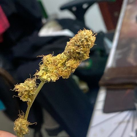 Mimosa Evo growlog timeline photo