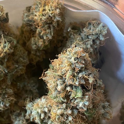 Mimosa Evo growlog timeline photo