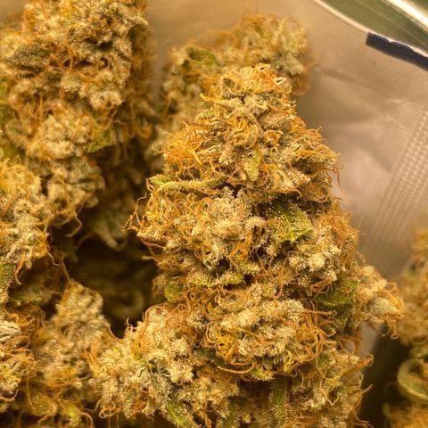 Mimosa Evo growlog timeline photo