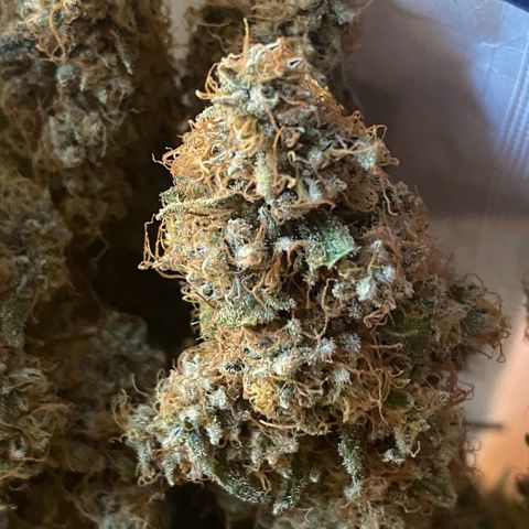 Mimosa Evo growlog timeline photo