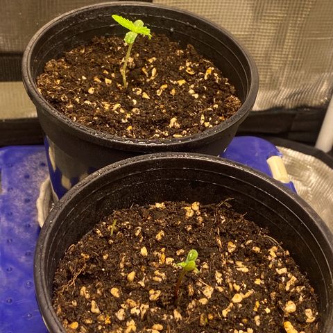 DankBerry  growlog timeline photo