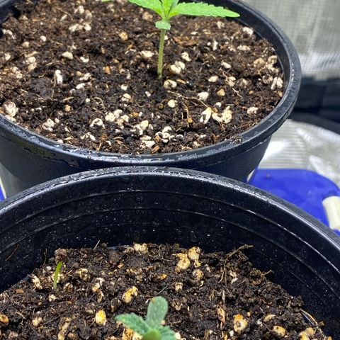 DankBerry  growlog timeline photo