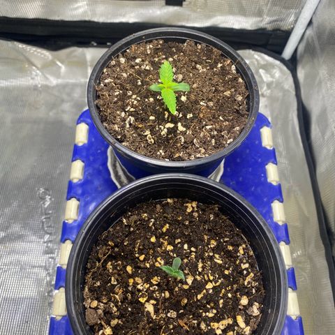 DankBerry  growlog timeline photo