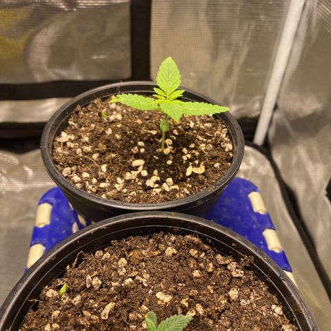 DankBerry  growlog timeline photo