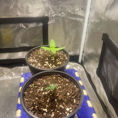 DankBerry  growlog timeline photo