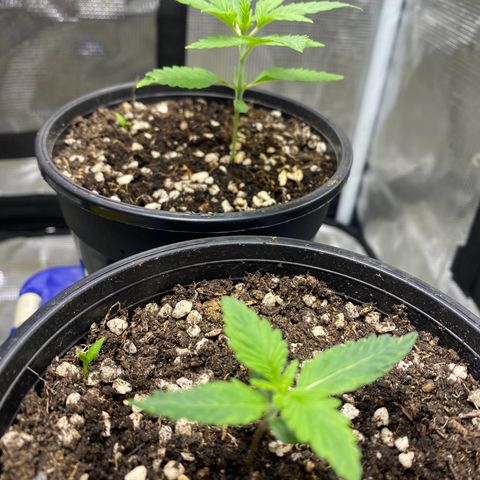 DankBerry  growlog timeline photo