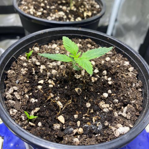 DankBerry  growlog timeline photo