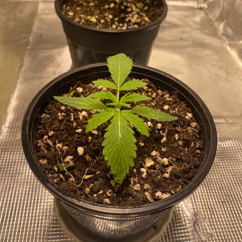 DankBerry  growlog timeline photo