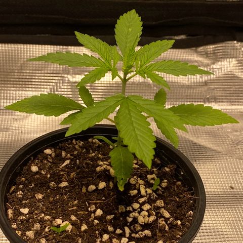 DankBerry  growlog timeline photo