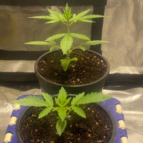 DankBerry  growlog timeline photo
