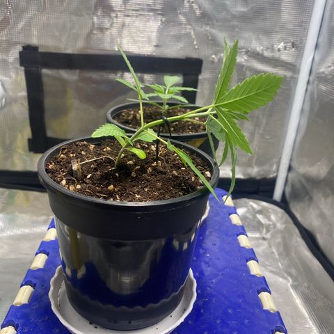 DankBerry  growlog timeline photo