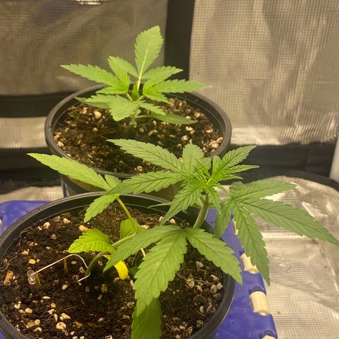 DankBerry  growlog timeline photo