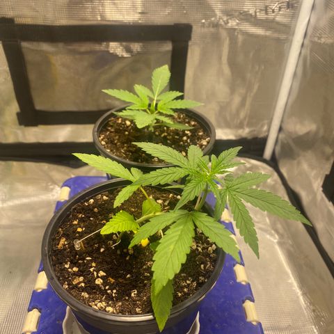DankBerry  growlog timeline photo