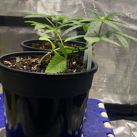 DankBerry  growlog timeline photo