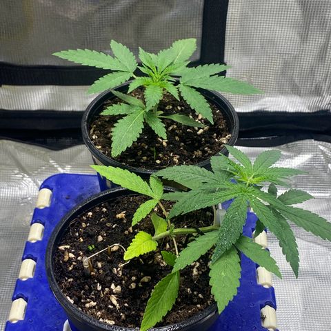 DankBerry  growlog timeline photo