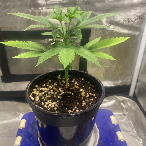 DankBerry  growlog timeline photo