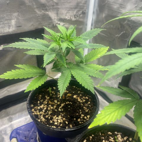 DankBerry  growlog timeline photo