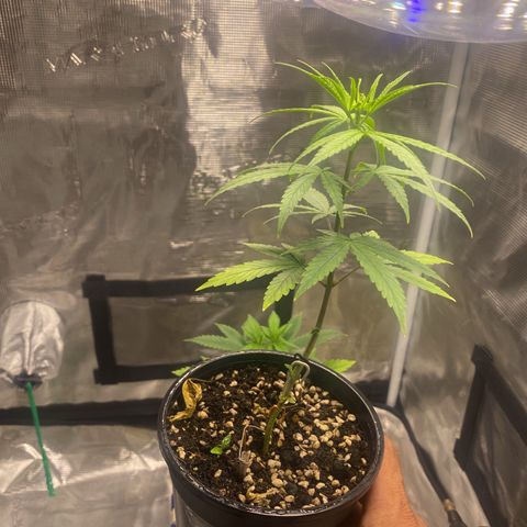 DankBerry  growlog timeline photo