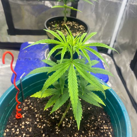 DankBerry  growlog photo: Chuyển chậu