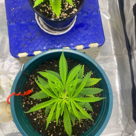 DankBerry  growlog photo: Chuyển chậu