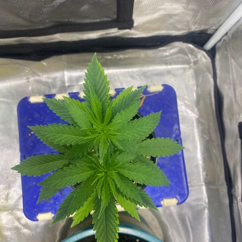 DankBerry  growlog photo: Chuyển chậu