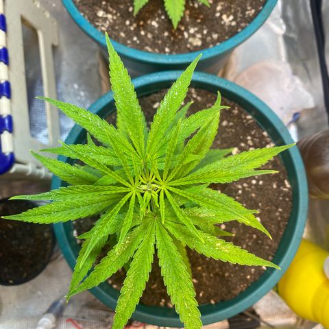 DankBerry  growlog timeline photo